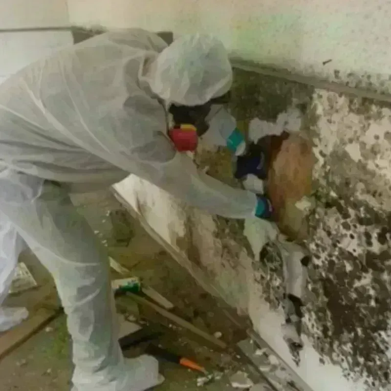 Mold Remediation and Removal in Rockfish, NC